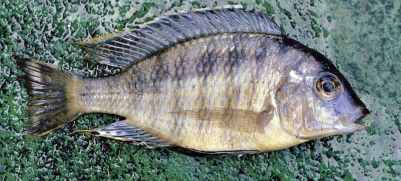 Mylochromis sp. 'deep' Maleri Island